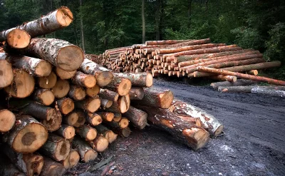 Piles of Freshly Cut Tree Trunks in Forest Logging Area image