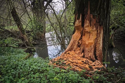 Large Tree Trunk with Beaver Damage and Wood Chips by a Serene Forest Stream image