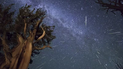Milky Way and Meteor Shower Over Ancient Tree Silhouette at Night image