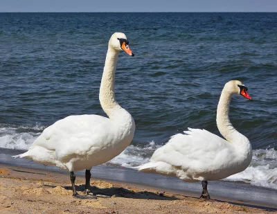 Graceful Pair of White Swans Standing on a Golden Sandy Beach by the Blue Ocean image