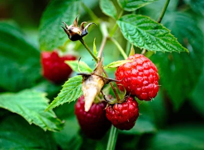 Close-up of Fresh Ripe Red Raspberries on a Green Vine in a Natural Garden image