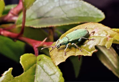 Vibrant Green Weevil Beetle Resting on a Damaged Leaf in Nature Close-up image