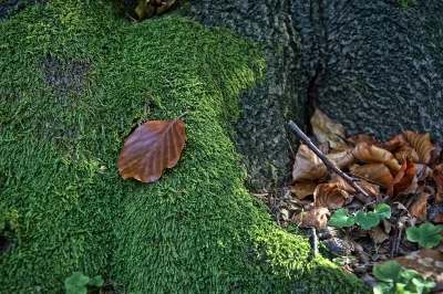 Autumn Leaf on Lush Green Moss Texture, Nature's Ground Cover image