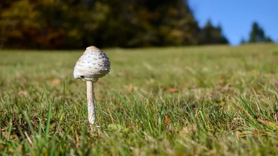 Wild Parasol Mushroom Growing in Green Grassy Field Sunlight image