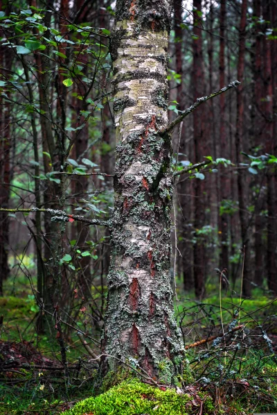 Textured Birch Tree Trunk with Green Moss in a Serene Woodland Forest image