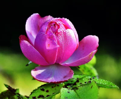 Vibrant Pink Rose Petals Adorned with Sparkling Morning Dew Drops in Macro image