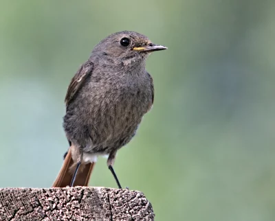 Juvenile Black Redstart Perched on Weathered Wooden Post in Serene Nature image