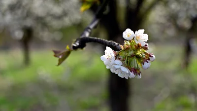 Fragile White Cherry Blossoms Blooming in Spring Sunlight image
