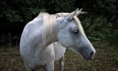 Majestic Fleabitten Grey Horse with White Mane in Green Pasture image