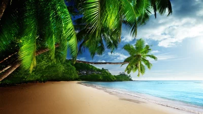 Exotic Tropical Beach Landscape with Overhanging Palm Trees and Gentle Ocean Waves image