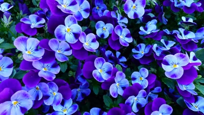 Vibrant Purple and Blue Pansies Blooming in Lush Spring Garden image