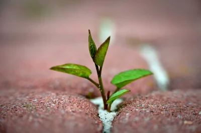 Resilient Green Seedling Emerging from Concrete Crack, Symbolizing Growth image