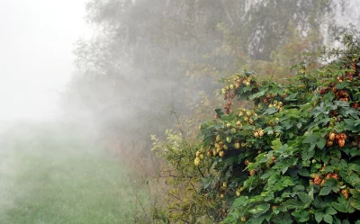 Hop Plants in Misty Morning Fog with Dew Drops image