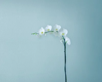 Elegant White Phalaenopsis Orchid Blooms Against Textured Blue Wall image