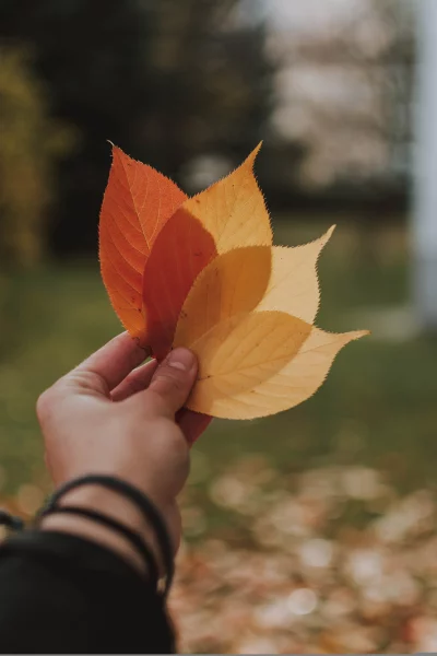 a close-up of a hand holding three fallen leaves