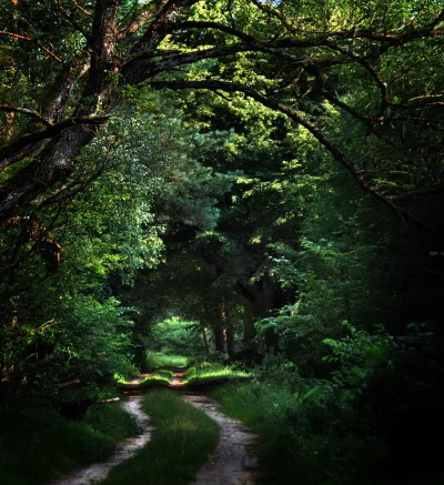 Sunlit Winding Forest Path Through Dense Green Woodland with Dappled Light image