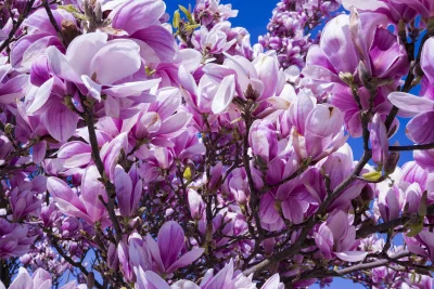 Beautiful Pink Magnolia Blossoms Against Bright Blue Sky Wallpaper Background image