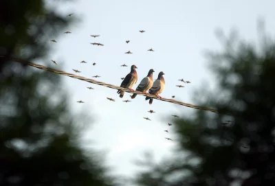 Pigeons Perching on a Power Line Against a Soft Sky with Birds in Flight image