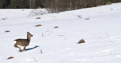 Graceful Roe Deer Leaping Across a Pristine Snowy Winter Field image