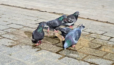 Urban Pigeons Drinking Water on Wet Cobblestone Pavement image