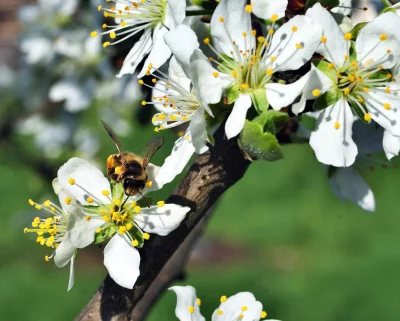 Busy Honey Bee Gathering Nectar from Delicate White Spring Plum Blossoms image