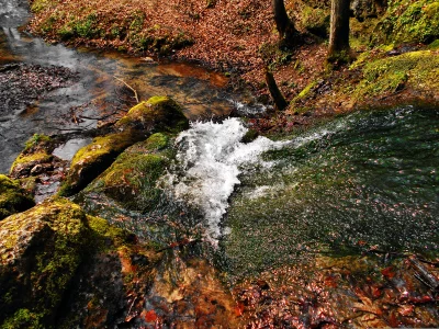 Woodland Stream Cascading Over Moss-Covered Rocks Amidst Fallen Autumn Leaves image