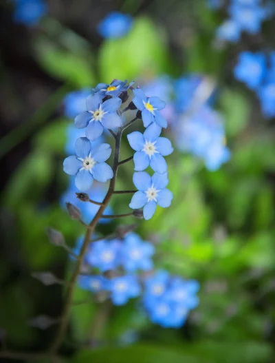 Delicate Blue Forget-Me-Not Flowers Blooming in a Vibrant Green Spring Meadow image