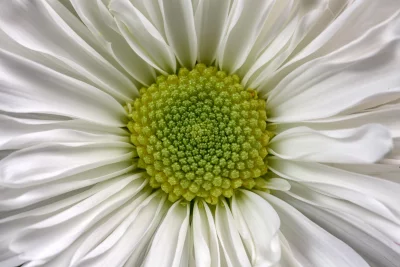 Close-up White Daisy Flower with Vibrant Green Center Macro image