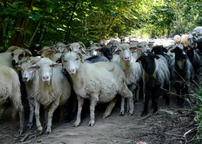 Curious Domestic Sheep Herd Gathered in Shady Forest Clearing image
