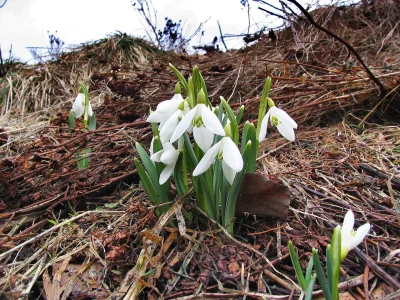Delicate white snowdrop flowers emerging from dormant nature in early spring image