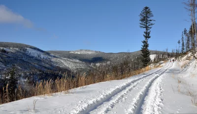 Snowy Mountain Hiking Trail with Pine Trees and Clear Blue Sky image