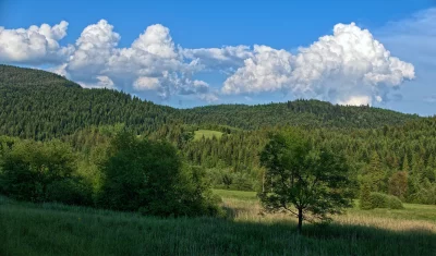 Lush Green Mountain Forests and Cumulus Clouds Scenic View image