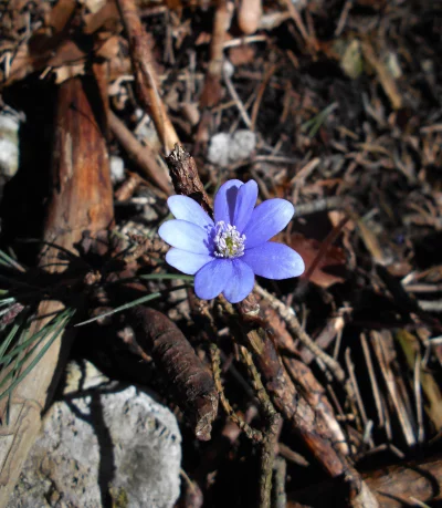 Delicate Purple-Blue Hepatica Wildflower Blooms on a Spring Forest Floor image