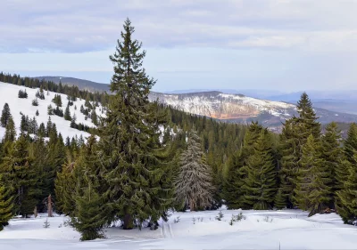 Snowy Mountain Landscape with Lush Green Fir Trees in Winter image