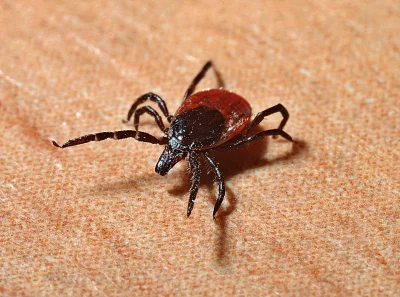 Macro Close-up of a Dangerous Deer Tick on Textured Surface image