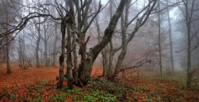 Mysterious Foggy Autumn Forest with Bare Trees and Golden Foliage image