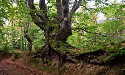 Ancient Forest Beech Tree with Moss-Covered Roots and Autumn Path image