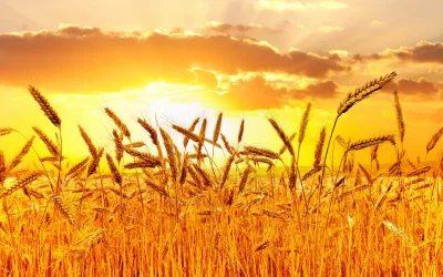 Golden Wheat Field at Sunset with Radiant Orange Sky and Ripe Crops image