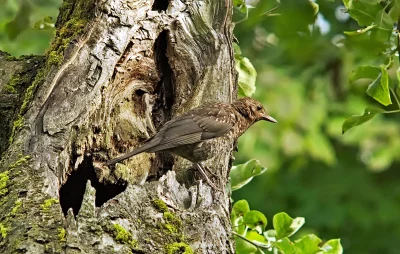 Young Thrush Bird Perched on Textured Tree Bark with Green Bokeh Background image