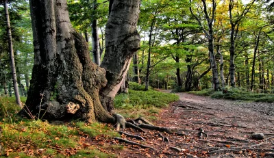 Enchanting Forest Path with Autumn Leaves and Ancient Trees image