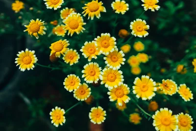 Vibrant Yellow and White Flowers Blooming in a Lush Green Garden image