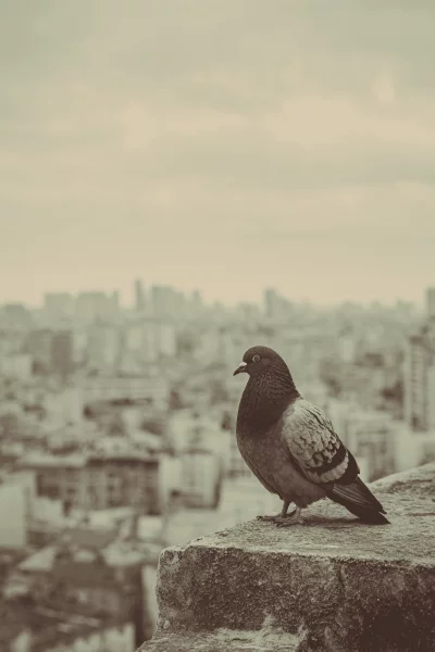 Pigeon Standing on Ancient Stone Ledge Overlooking Blurred City Skyline with Vintage Sepia Tone