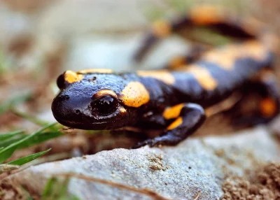 Vibrant Fire Salamander with Striking Yellow Spots on Rocky Woodland Floor image