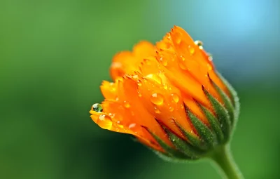 Vibrant Orange Calendula Bud with Sparkling Raindrops image