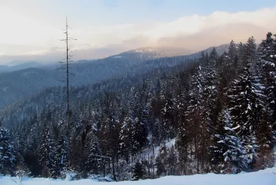 Majestic Winter Forest Landscape with Snow-Covered Pines and Solitary Bare Tree at Dawn image