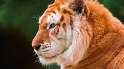 Stunning Golden Tabby Tiger Profile with Piercing Yellow Eye in Nature image