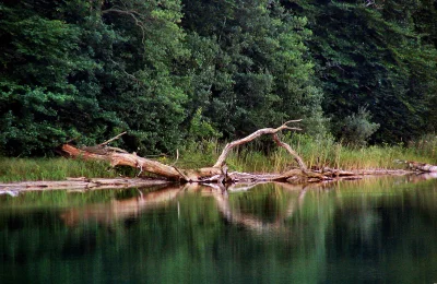 Rustic Fallen Tree Trunk Reflected in Tranquil River with Dense Green Forest image