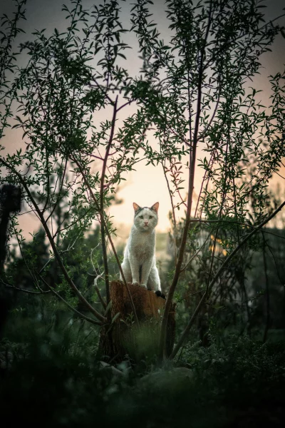 White cat sitting on a tree stump at sunset, surrounded by branches and leaves.