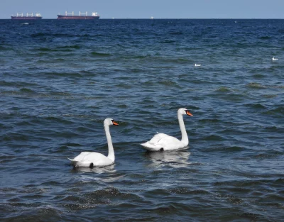 Two graceful white swans swimming in wavy blue sea with cargo ships on horizon image