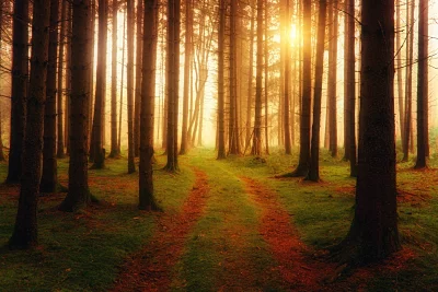 Sunlit Forest Path: Golden Rays Through Mystical Pine Trees image